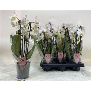 Phal Cascade Wit 3 Branches 21+