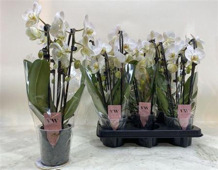 <h4>Phal Cascade Wit 3 Branches 21+</h4>