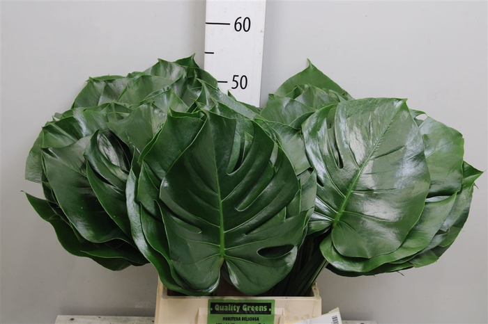 <h4>Monstera Blad 23cm</h4>