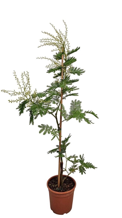 <h4>Acacia Mimosa Daelbata Stick</h4>