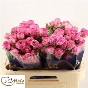 Rosa tros Giselle!