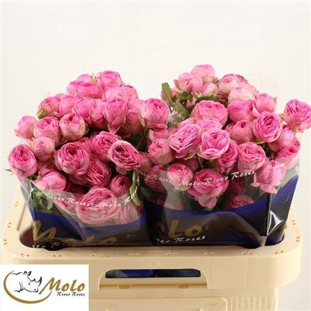 <h4>Rosa tros Giselle!</h4>