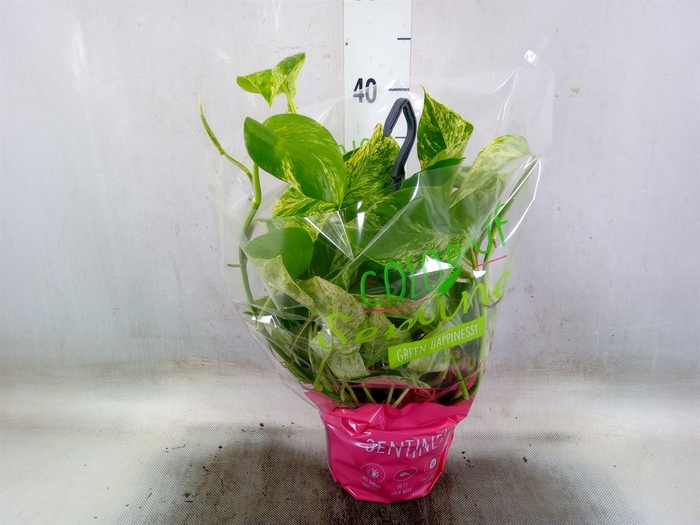 <h4>Epipremnum pinn. 'Marble Queen'  HG</h4>