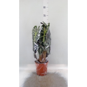 Alocasia amazonica 'Polly'