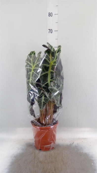 <h4>Alocasia amazonica 'Polly'</h4>