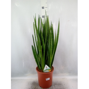 Sansevieria zeylanica 'Greenline'