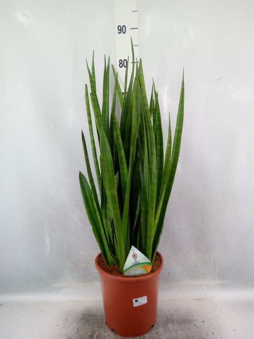 Sansevieria zeylanica 'Greenline'