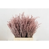 DF Lavender Bs Light Pink