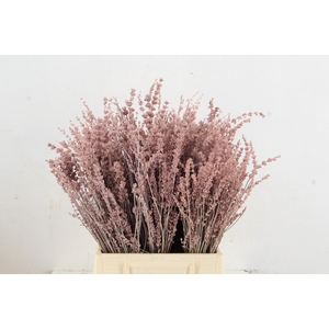 DF Lavender Bs Light Pink