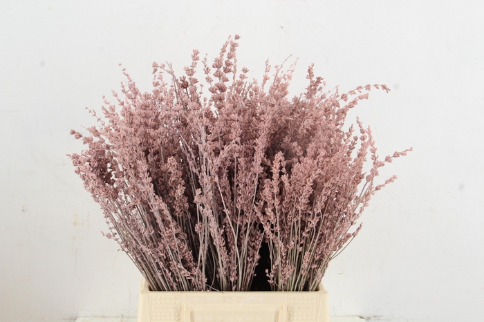 DF Lavender Bs Light Pink