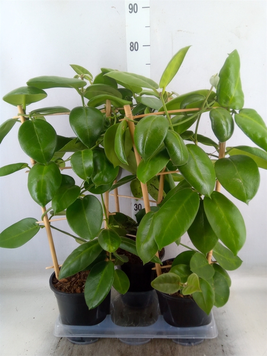 <h4>Hoya calycina 'Stargazer'</h4>