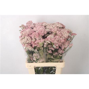 Ozoth Cook Tall Pink Per Bunch