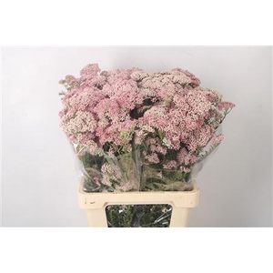 Ozoth Cook Tall Pink Per Bunch