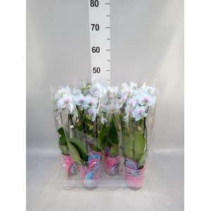 Phalaenopsis   ...