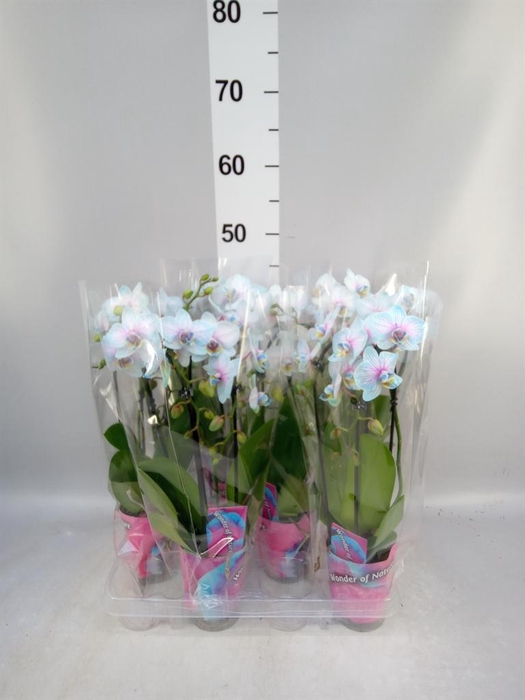 <h4>Phalaenopsis   ...</h4>