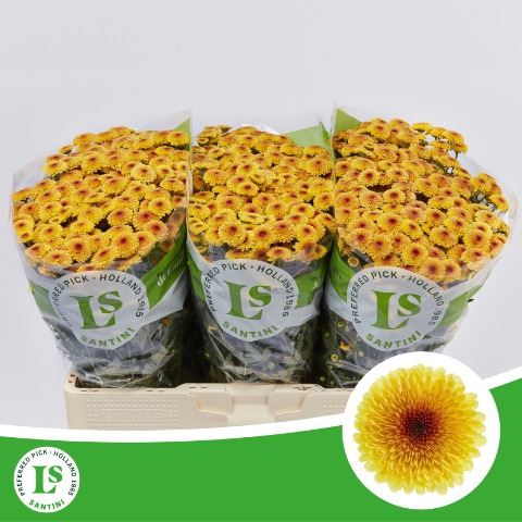 <h4>Chrysanthemum SA 'Calimero Shiny'</h4>