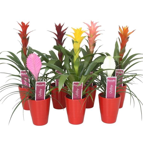 <h4>Bromelia gemengd in rood ribbel keramiek</h4>
