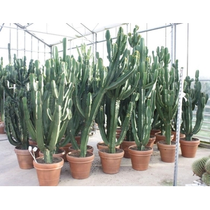 Euphorbia Ingens