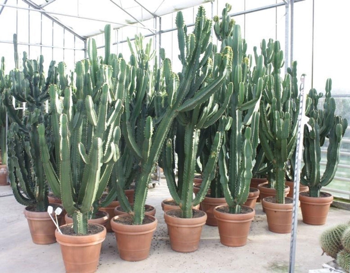 <h4>Euphorbia Ingens</h4>