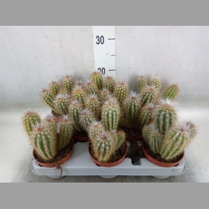 Cereus   ...