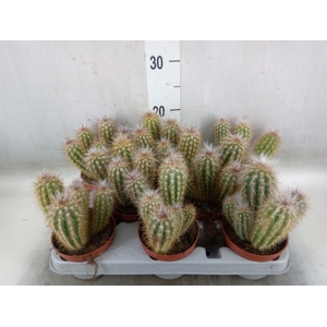 Cereus   ...