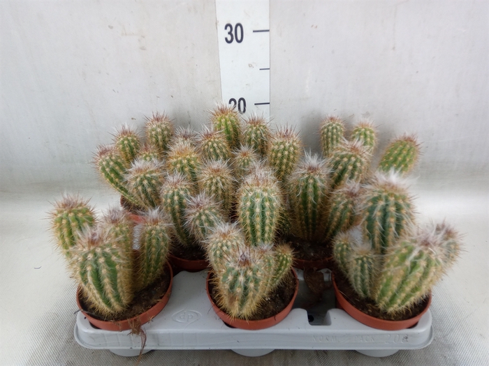 <h4>Cereus   ...</h4>