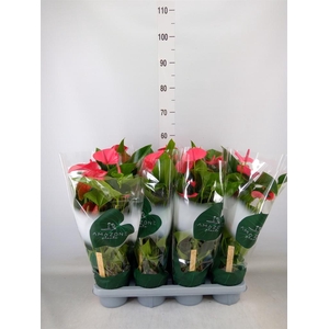 Anthurium andr. 'Melito'