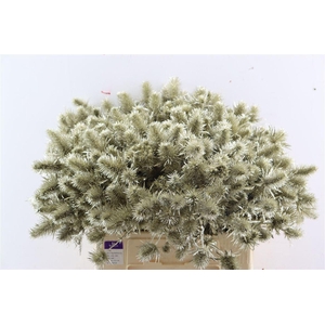 Eryn Kbh Gl Platina Stem