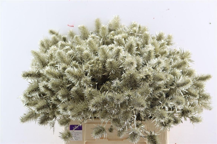 <h4>Eryn Kbh Gl Platina Stem</h4>