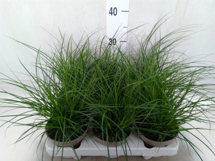 Carex brunnea