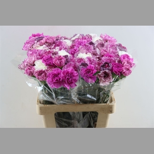 Di St Mix Lavendel