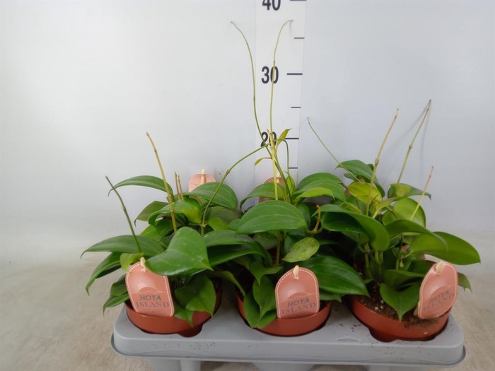 <h4>Hoya quinquenervia</h4>