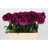 Dahlia Lilac Bull