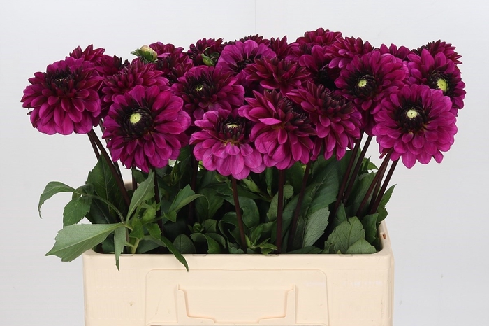<h4>Dahlia Lilac Bull</h4>