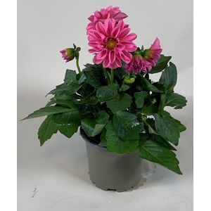 Dahlietta Pink