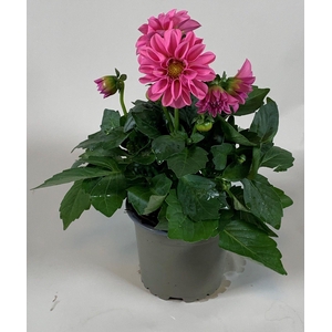 Dahlietta Pink