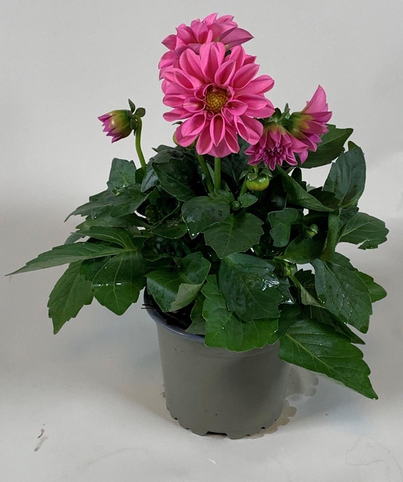 <h4>Dahlietta Pink</h4>