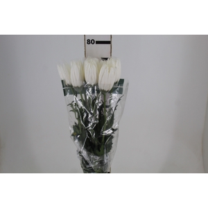 ANASTASIA HERRERA 080 CM BRANCO
