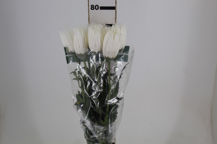 <h4>ANASTASIA HERRERA 080 CM BRANCO</h4>