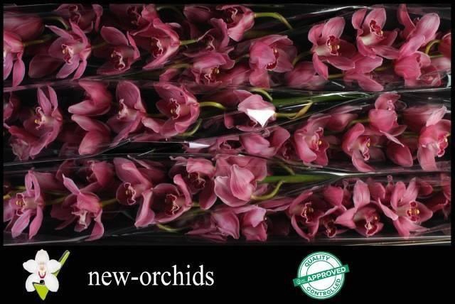 <h4>CYMB T MONICA</h4>