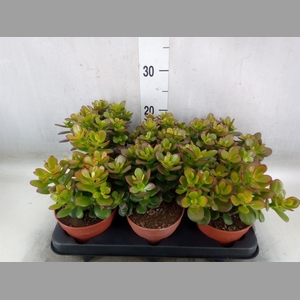 Crassula ovata 'Minor'