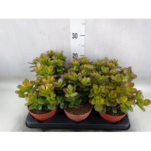 Crassula ovata 'Minor'