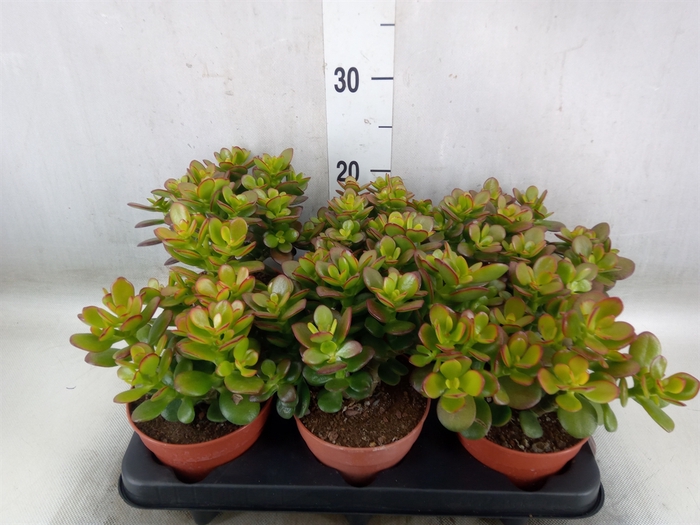 <h4>Crassula ovata 'Minor'</h4>