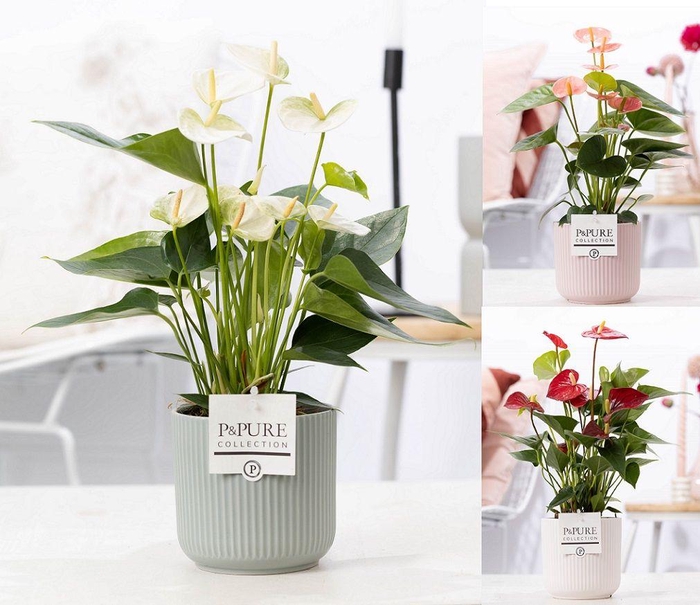 <h4>Anthurium mix in P&PURE Sophie cer. ass.3</h4>