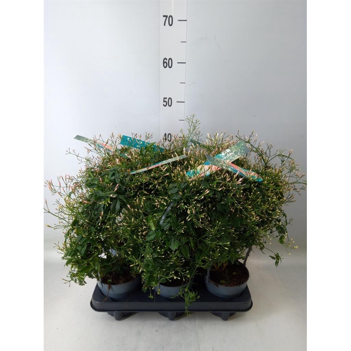 <h4>Jasminum polyanthum</h4>