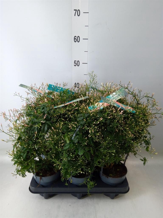 <h4>Jasminum polyanthum</h4>