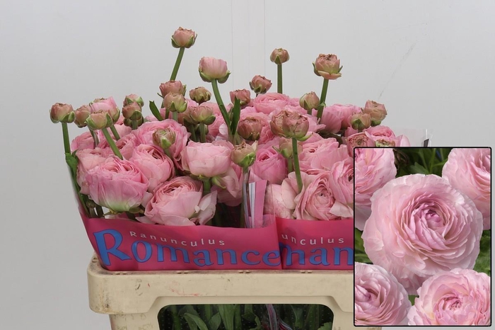 <h4>RAN ROMANCE SEINE</h4>