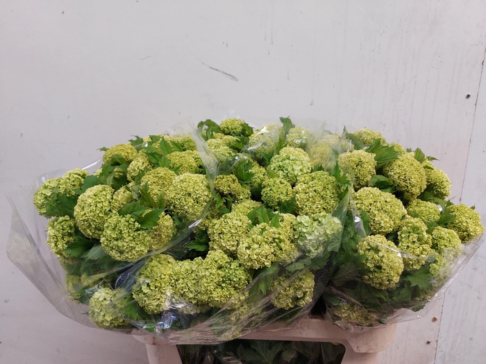 <h4>VIBURNUM ROSEUM ST</h4>