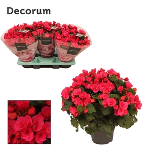 Betulia pink 19 cm outdoor Decorum