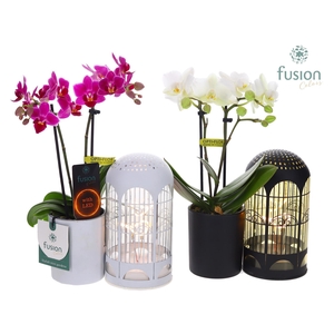 LED Lichtbal Vogels glazen planter met Phalaenopsis